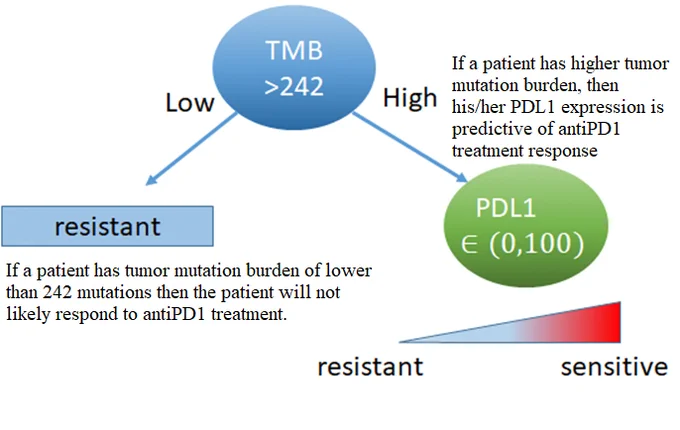 This is how the prediction works: For non-small cell lung cancer patients, the immunotherapy treatment response is an interaction between two clinical biomarkers, TMB (Tumor mutation burden) and PDL1 expression. If a patient's TMB is lower than 242 (i.e. the total number of mutations is less than 242), then the patient is not responding to the antiPD1 treatment; however, if a patient's TMB is higher than 242, then the antiPD1 treatment response is related to the PDL1 expression level (i.e. higher PDL1 expression suggests a better response to the antiPD1 treatment).