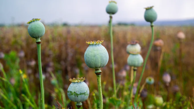 Green seed pods of the poppy flower