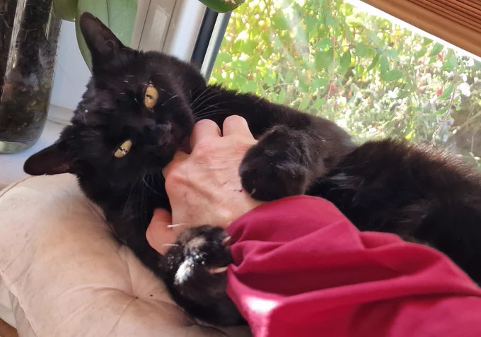 A black cat biting the hand that feeds it! 