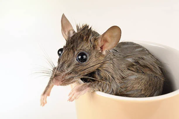 A wet rat sitting in a mug. It looks startled 