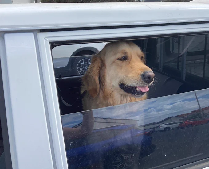 Panko the golden retriever is in the back of a car, with his head poking out the window
