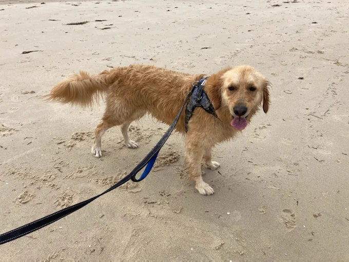 Panko the golden retriever is at the beach. He's standing, looking at the camera and covered in sand. His fur is wet and ruffled because he's been swimming. His tongue is sticking out
