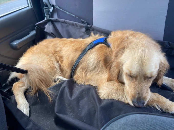 Panko the golden retriever is asleep in the backseat of a car. He's tired after a big trip to the beach
