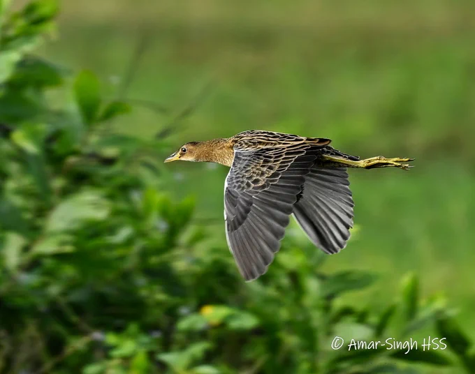 A large water bird with ruddy-brown plumage, long legs - seen in flight