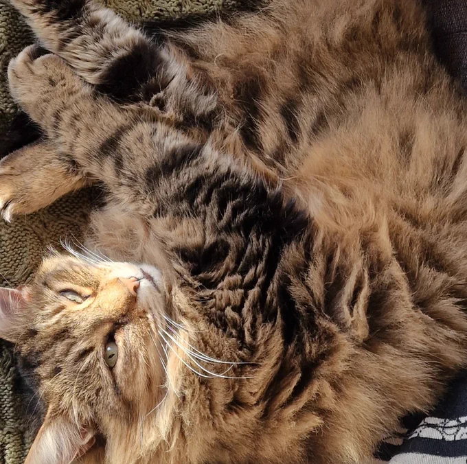 A close-up of a fluffy tabby cat, lying down.