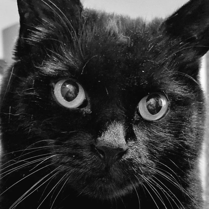 Mod the Cat @TheTweetOfMod 
