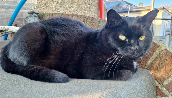 A black sitting on a shed roof.
