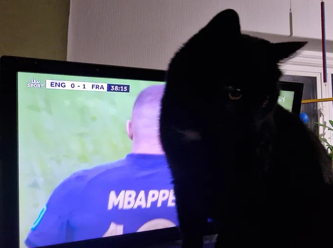 A black cat watching the England v France match 