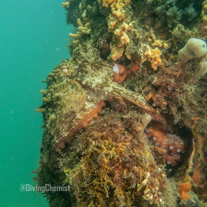 The male octopus is clutching the pylon, with one arm extended toward the female, who is inside a hole in the pylon. The pylon is rich in plant growth and both octopodes are camouflaged extremely well - luckily I have developed a sixth sense for spotting them. Behind, the water is green-blue.
Octopodes mate when the male extends one arms holding a sperm sac to the female. The female later lays her eggs and fertilises the eggs outside her body, when she's ready. These two eyed me very severely. Your average common octopus is a solitary though curious creature, so I was delighted to observe these two in close proximity over the course of a 100 min dive and on the following week's dive too!
