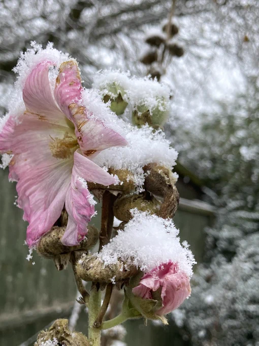 A snow covered pink Hollyhock flower with a snowy garden in the background.