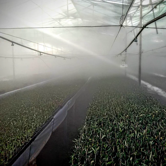 Thousands of olive tree cuttings in greenhouse in fog with sun ray.