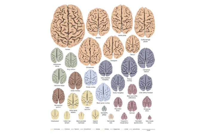 Primate brains depicted at the same scale, with the large human brain at top left and tiny gray mouse lemur at bottom left. From Pat Friedrich and coworkers 2021 https://doi.org/10.1016/j.neuroimage.2020.117685