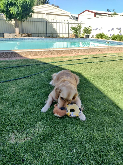 Panko the golden retriever is lying on the lawn next to a swimming pool. He's playing with a stuffed toy monkey