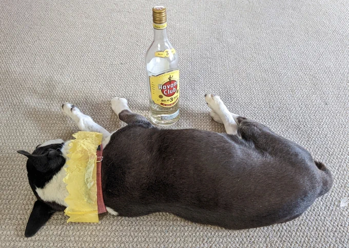 A black and white staffordshire terrier cross sleeps on his side on carpet with his back to us. The dog has a yellow paper crown from an XMas cracker around his collar. A bottle of Havana Club rum sits in between his paws. The whole scene staged to look like he's passed-out during a wild party.