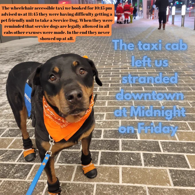 A black-and-tan service dog wearing a blue vest, an Orange banana and Orange boots is standing on a sidewalk. It is nighttime and in the background are other pedestrians and some people dressed in santa outfits. The text reads the taxicab left us stranded downtown at midnight on Friday. Another text Box reads the wheelchair accessible taxi we booked for 10:15 PM advised us at 11:45 they were having difficulty getting a pet friendly unit to take a service dog. When they were reminded that service dogs are legally allowed in all cabs other excuses were made. In the end they never showed up at all.