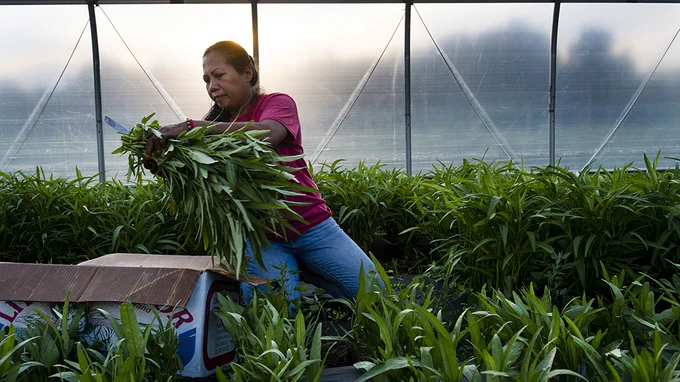 Photo of a farmer harvesting greens inside a greenhouse on a farm located in Massachusetts.