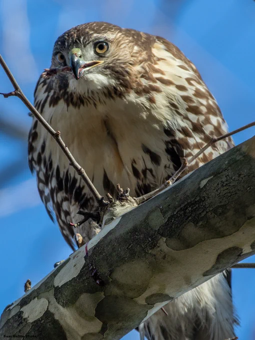 Red-tailed hawk perched on a branch with part of an animal it is eating (likely a mouse) sticking out of its mouth. Photo by Sam Rubin.