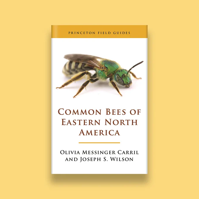 Cover mock up for Common Bees of Eastern North America against a yellow background. Cover is white with a green and yellow bee.