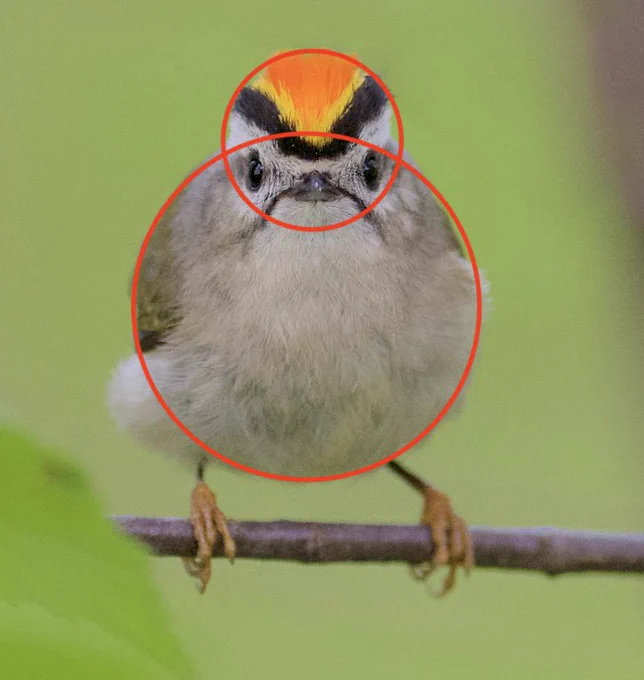 A photo of a golden crowned kinglet, a small fluffy grey broth with a black, orange and triangular crest. It is perched on a graph and looking head-on at the camera. Red circles have been drawn around its body and head.