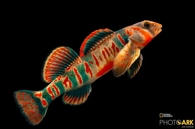 A long narrow fish with a rounded nose and colorful stripes, swims against the backdrop of a dark background.