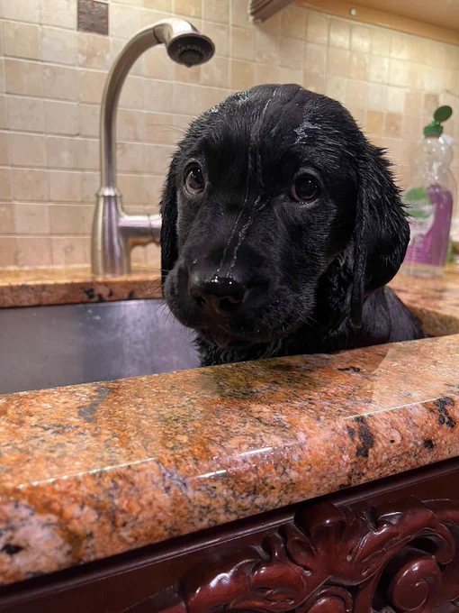 a large black lab puppy sits in a kitchen sink and stares at you over the brown granite countertop with disappointed eyes. his ears are slightly damp, and two trickles of water run down from the top of his head to his little wet nose.