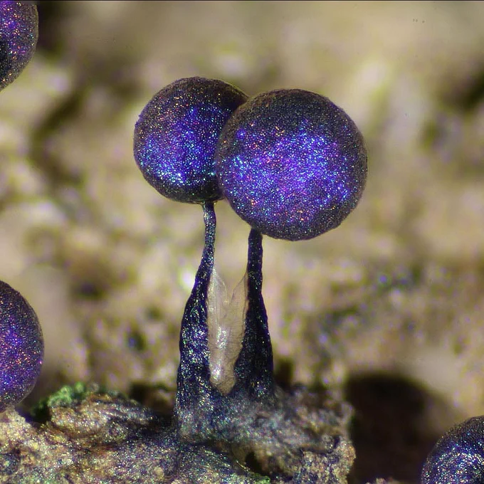 Two purple, sparkly balls with stick stems emerging from the earth