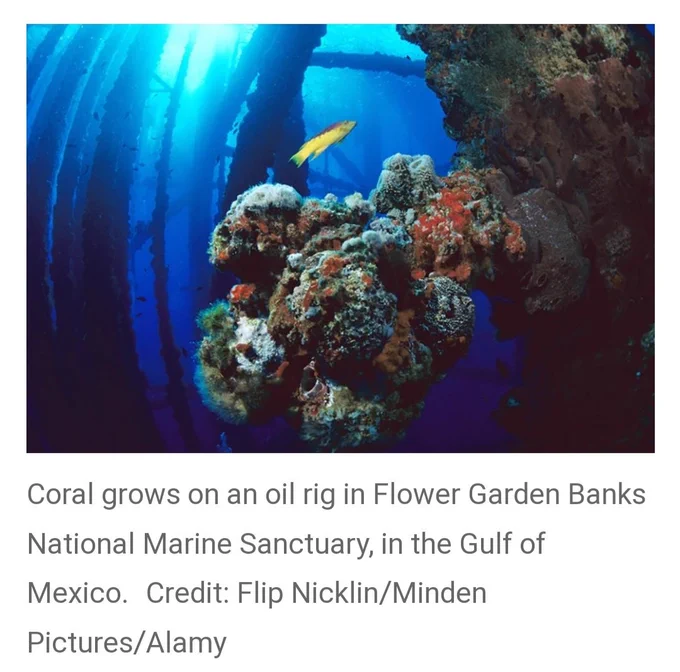 Screenshot has a pic followed by the text:
Coral grows on an oil rig in Flower Garden Banks National Marine Sanctuary, in the Gulf of Mexico.Credit: Flip Nicklin/Minden Pictures/Alamy

The text aptly describes the pic in screenshot 