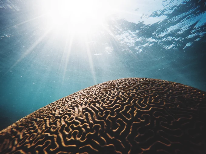 Photo of brown coral under the sea  (looking like a brain) with sun shining through. Photo credit Daniel Oberg from Unsplash
