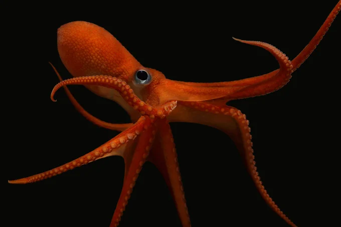 A reddish-orange North Pacific bigeye octopus shows off one of its namesake large eyes. The octopus’ mantle extends towards the upper-left corner while its arms are splayed out as if it’s settling down like a parachute.
