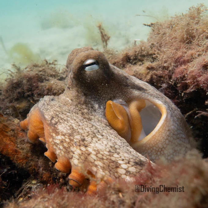 Old salt giving the camera and me its best side-eye. This octopus was happily minding its business and very reluctant to interact, making a dignified retreat after rejecting my bribe.