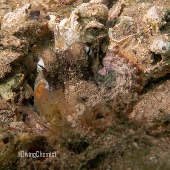 The tiny baby looking front-on at the camera (so both eyes are visible). Their horizontal slitted pupils give them 360 degree vision so you definitely can't sneak up on them. The baby has come a little out of its den and is stretching up toward the camera, camouflaging expertly with the sand, shells, and plant growth around the den.