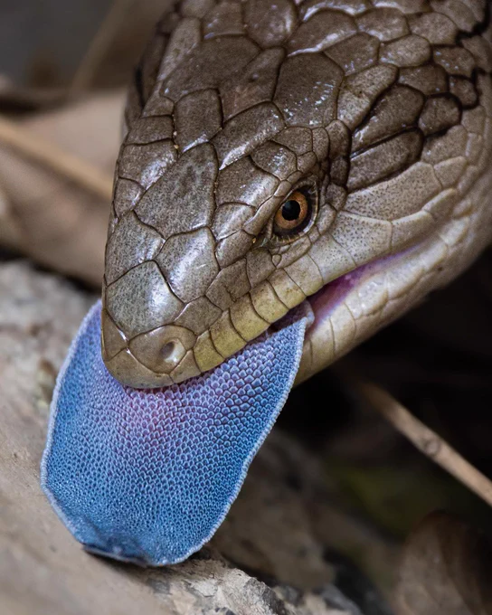 Close up photo of a blue-tongue lizard poking out its big, blue tongue