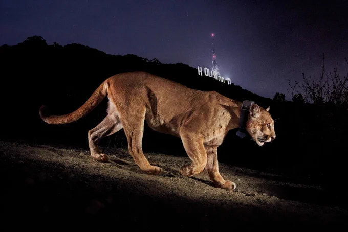a remote camera photo of a mountain lion walking through an area at night with the Hollywood Sign lit up on the side of a hill behind it