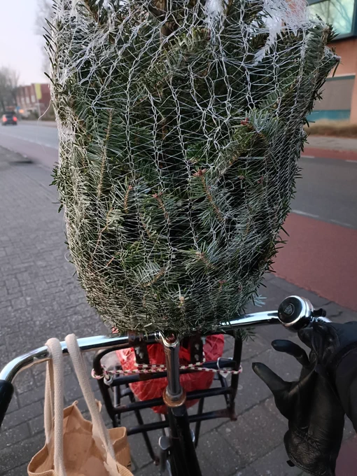 View from my bike (as in, the view when you're riding it) on the Christmas tree that I'm transporting on the little carrier rack on the front
