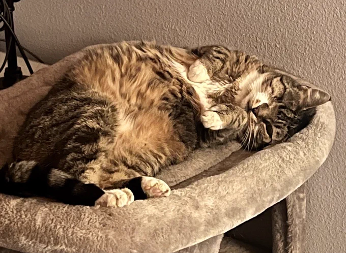 Gray tabby lounging on a cat tree