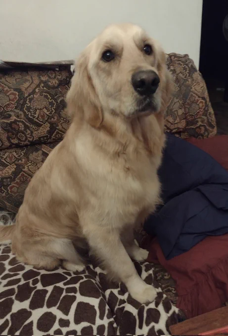 Panko the golden retriever is sitting on a couch, with a look on his face that's pleading with us to let him stay on the couch