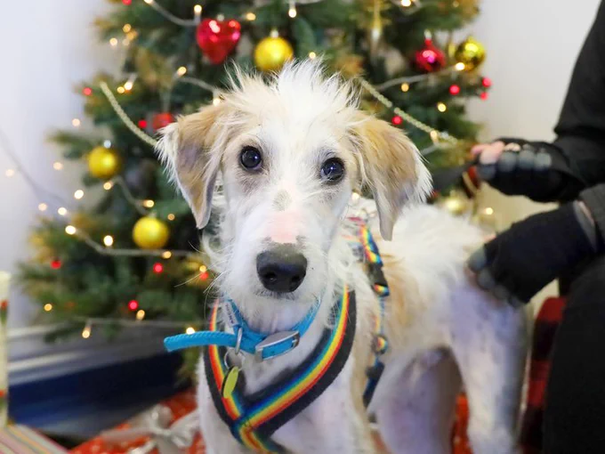 Photo Description: He is a white and brown lurcher looking at the camera wearing a rainbow coloured harness. He is standing in front of a Christmas tree inside
