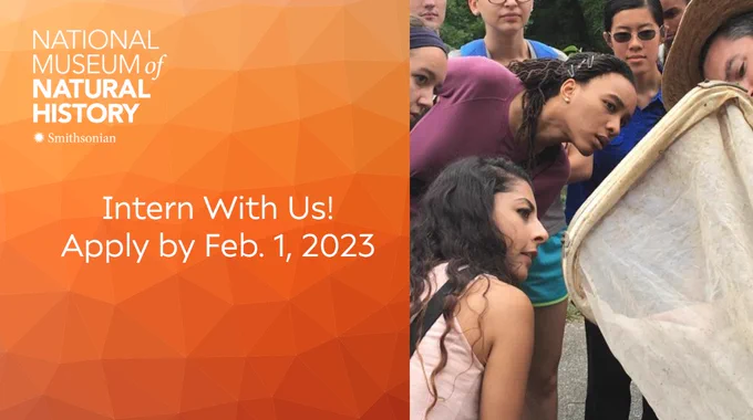 Horizontal graphic left half has national museum of natural history smithsonian logo with the text Intern with us apply by Feb. 1, 2023. Right half of graphic shows group of college age students outside dressed in summer clothing and all focused on looking into a net that someone is holding that has likely trapped an insect. 