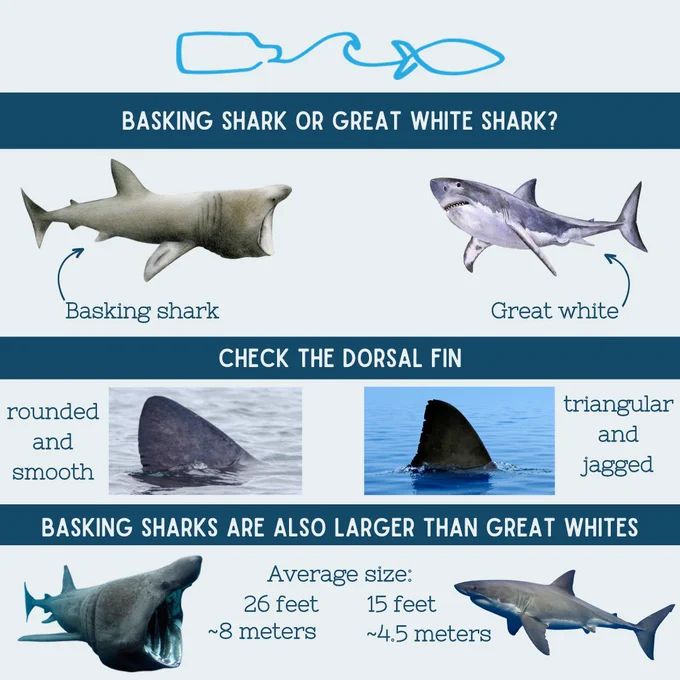 a light blue slide reads “Basking shark or great white? Check the dorsal fin. Basking shark dorsal fins are more rounded and smooth while great white dorsal fins are more triangular and jagged. Basking sharks are also much larger than great whites. Basking sharks grow to an average of 26 feet or about 8 meters while great whites grow to an average of 15 feet or 4.5 meters.