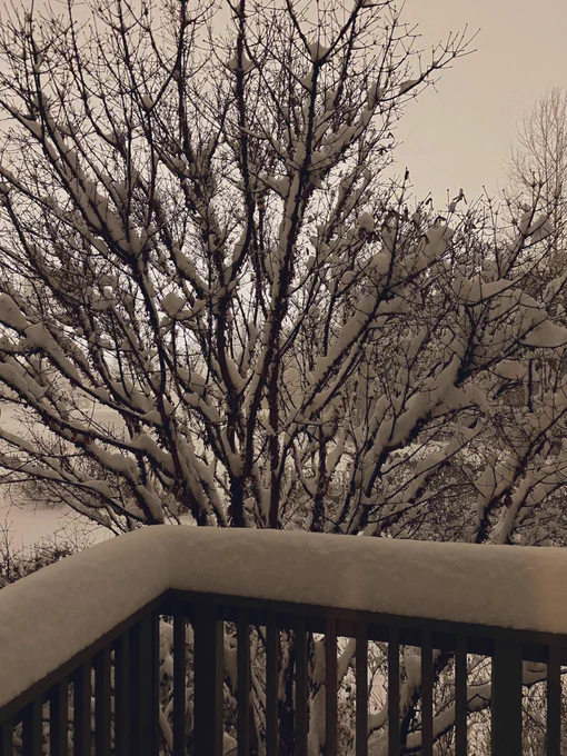 Fresh snow on a balcony and tree