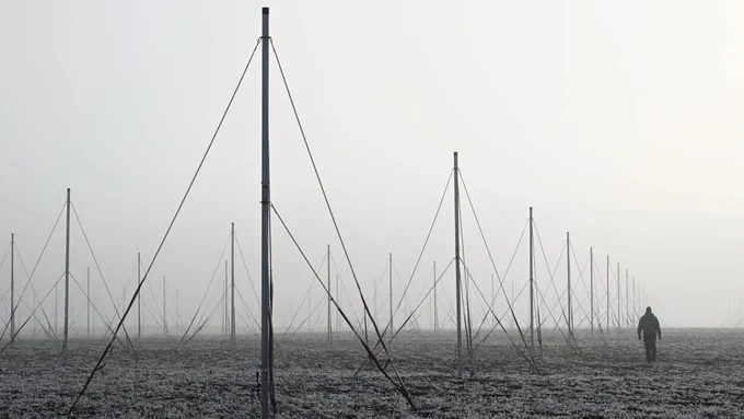 Poles stretch into the distance in a snowy field.