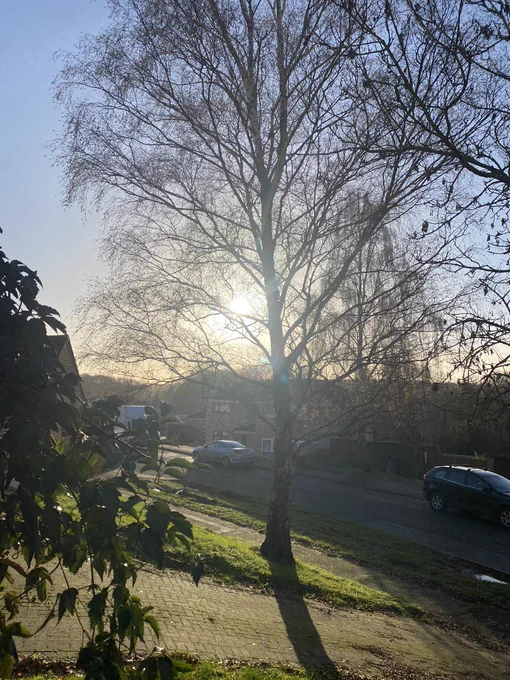 Image of a winter sun taken on 20/12/22. A tree blocks the path of the sun.