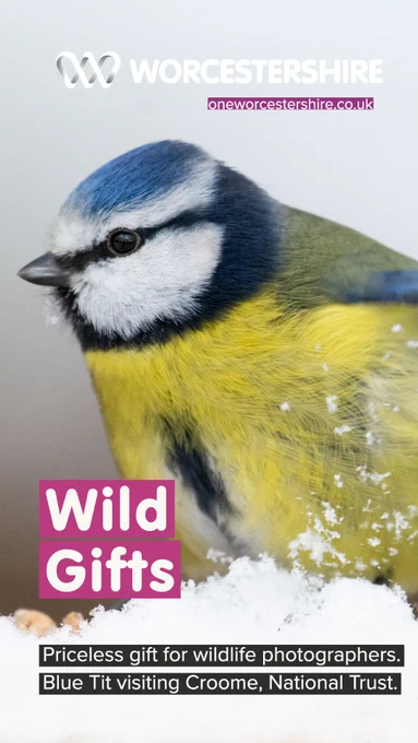 Wild Gifts in Worcestershire. Priceless gift for wildlife photographers. Blue Tit visiting Croome, National Trust. This is Worcestershire. 