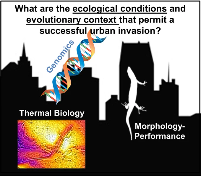 Graphic showing the three approaches to answer the question: What are the ecological conditions and evolutionary context that permit a successful urban invasion? -- Genomics, Thermal Biology, Morphology-Performance