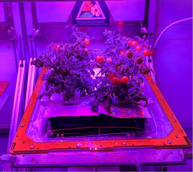A preflight view of ‘Red Robin’ dwarf tomatoes successfully growing in the ground-based Veggie hardware at NASA’s Kennedy Space Center in Florida. This is part of an experiment titled, “Pick-and-Eat Salad-crop Productivity, Nutritional Value, and Acceptability to Supplement the International Space Station Food System,” which will be delivered to the International Space Station. This investigation is expected to help define light colors, levels, and horticultural best practices to achieve high yields of safe, nutritious tomatoes to supplement a space diet of pre-packaged food and collect human data associated with growing and eating plants. A duplicate ground-study provides a comparison to the plants grown on the space station to determine the effects of spaceflight. Credit: NASA