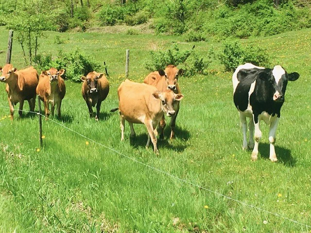 Dairy cows in Vermont, USA. Photo by Caroline Paras.