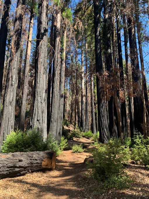Charred redwood trees and a trail lined with green growth