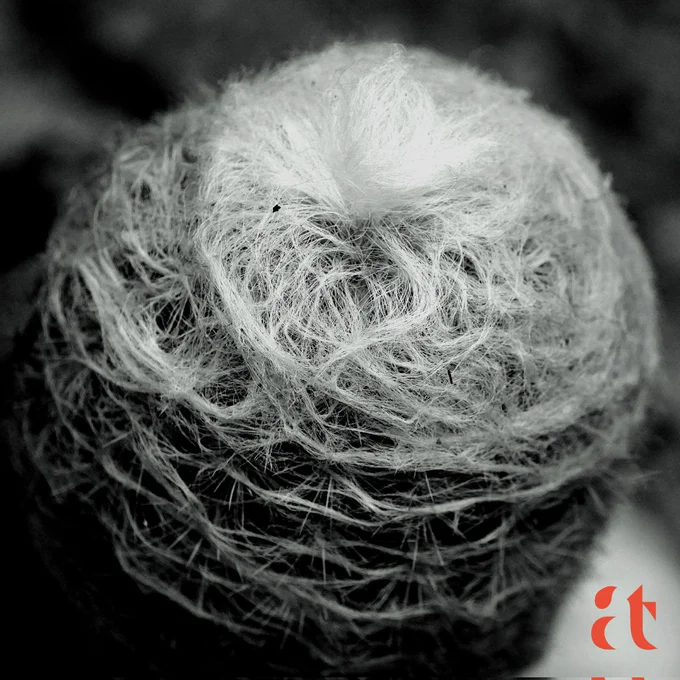 Cactus Texture Aravind Tarugu 