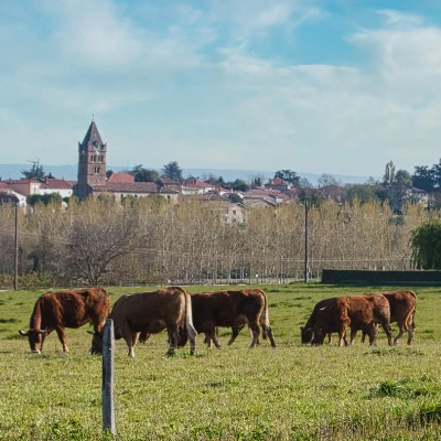 French cattle; photo by Flickr user Pascal Rey, 2021; CC-BY license