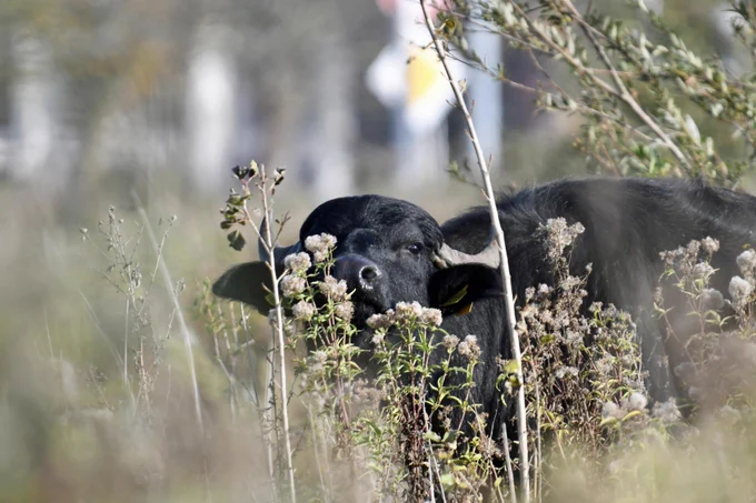 Waterbuffel in Waterlandtak-West (Diemerscheg)
